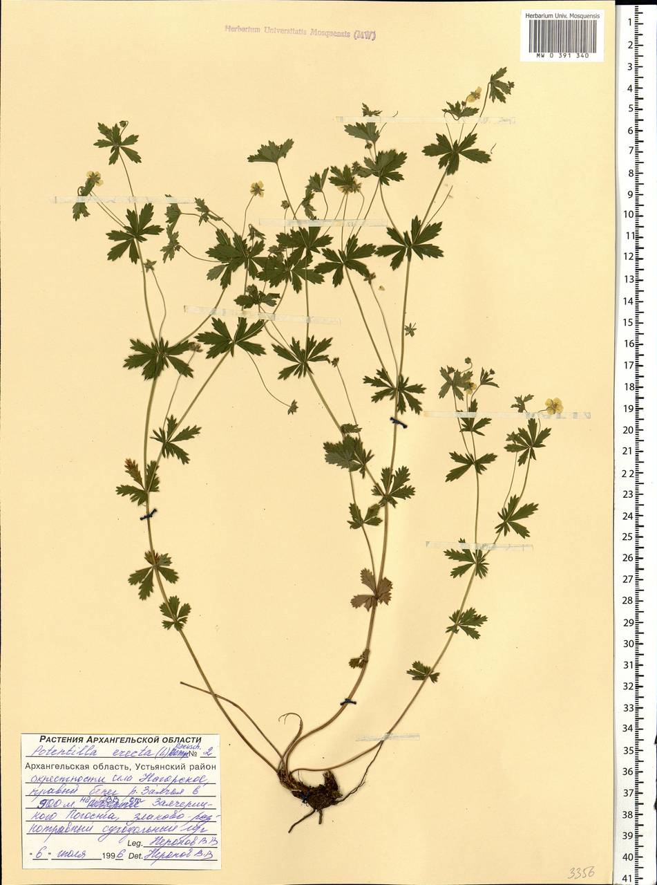 Potentilla erecta (L.) Raeusch., Eastern Europe, Northern region (E1) (Russia)