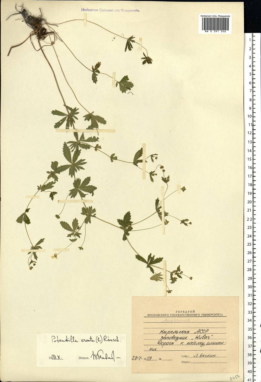 Potentilla erecta (L.) Raeusch., Eastern Europe, Northern region (E1) (Russia)