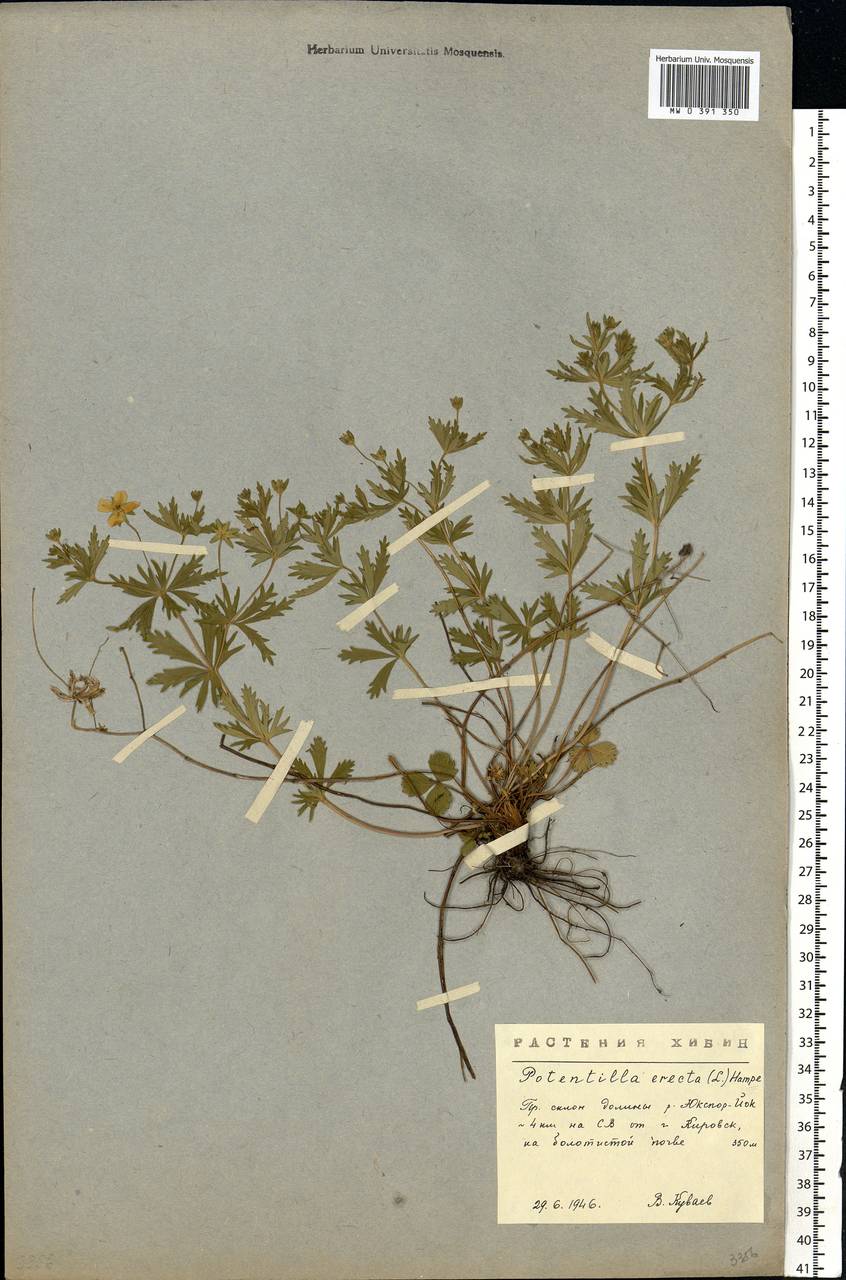 Potentilla erecta (L.) Raeusch., Eastern Europe, Northern region (E1) (Russia)
