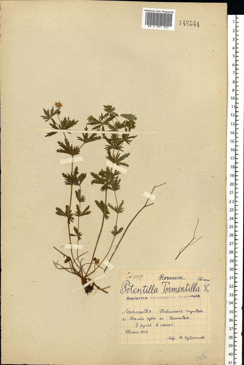 Potentilla erecta (L.) Raeusch., Eastern Europe, Northern region (E1) (Russia)