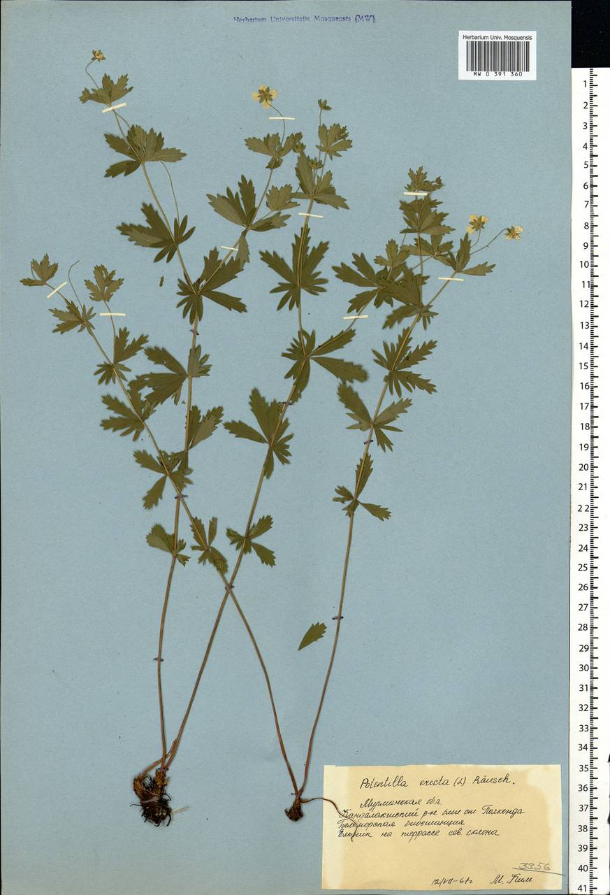 Potentilla erecta (L.) Raeusch., Eastern Europe, Northern region (E1) (Russia)