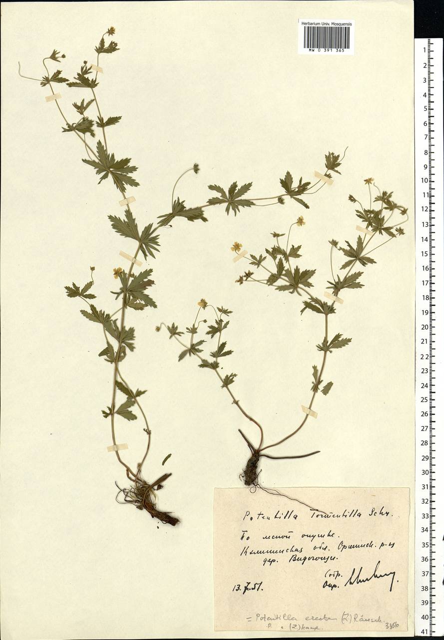 Potentilla erecta (L.) Raeusch., Eastern Europe, North-Western region (E2) (Russia)