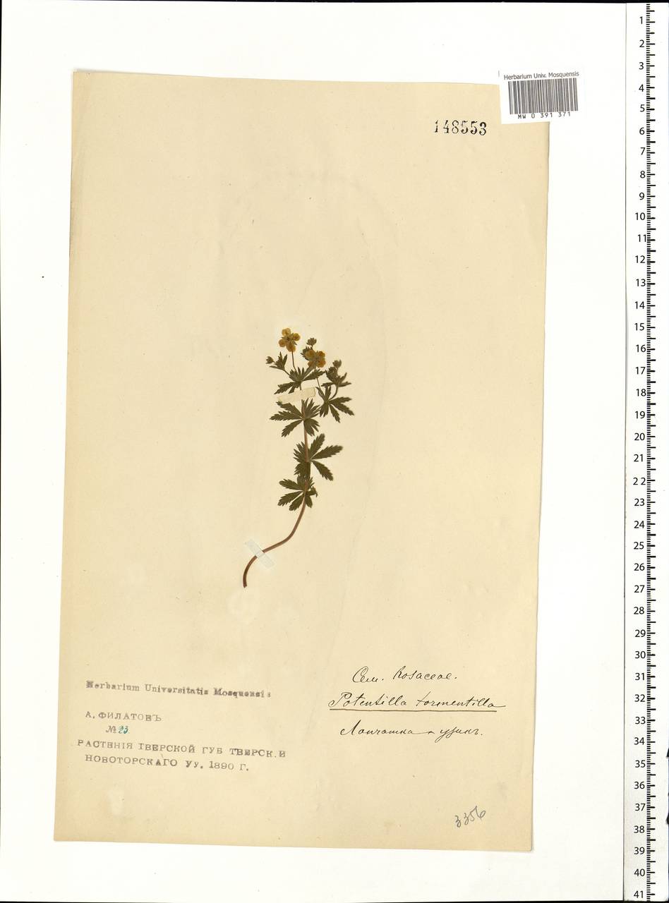 Potentilla erecta (L.) Raeusch., Eastern Europe, North-Western region (E2) (Russia)