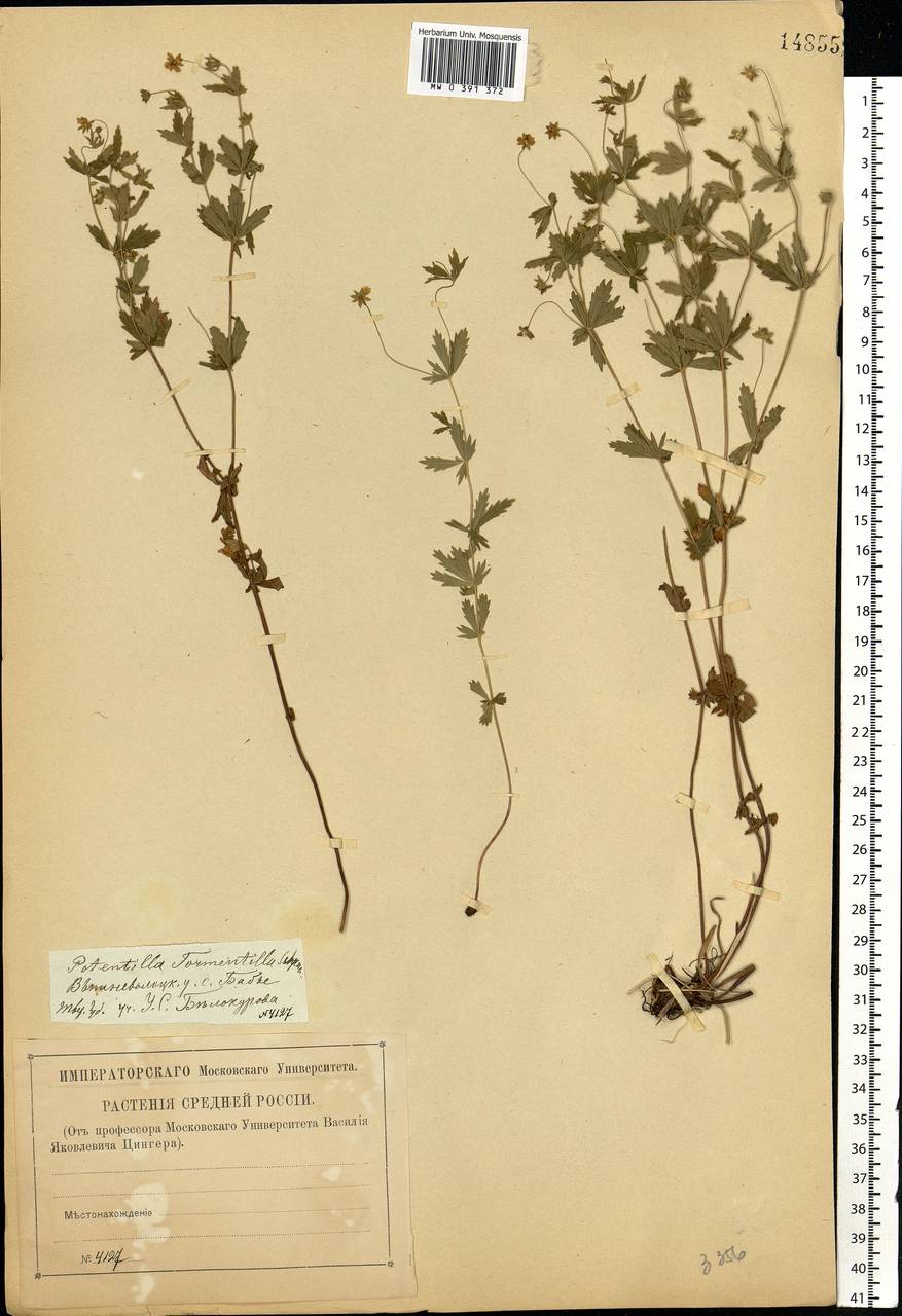 Potentilla erecta (L.) Raeusch., Eastern Europe, North-Western region (E2) (Russia)