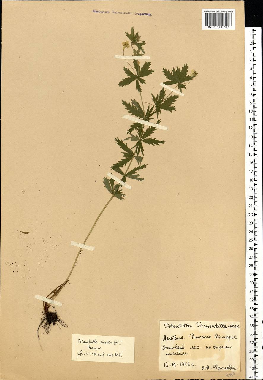 Potentilla erecta (L.) Raeusch., Eastern Europe, Latvia (E2b) (Latvia)