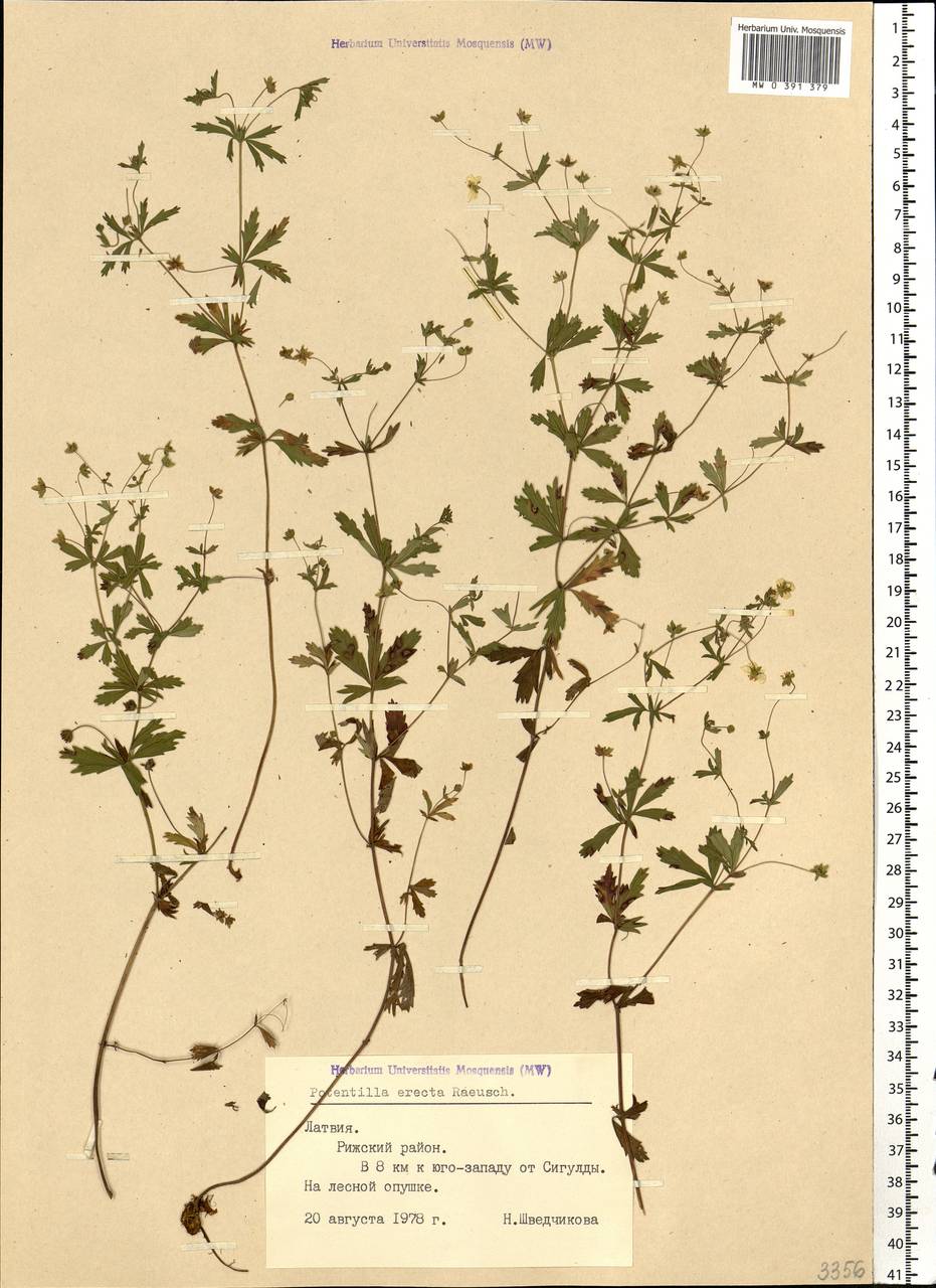 Potentilla erecta (L.) Raeusch., Eastern Europe, Latvia (E2b) (Latvia)