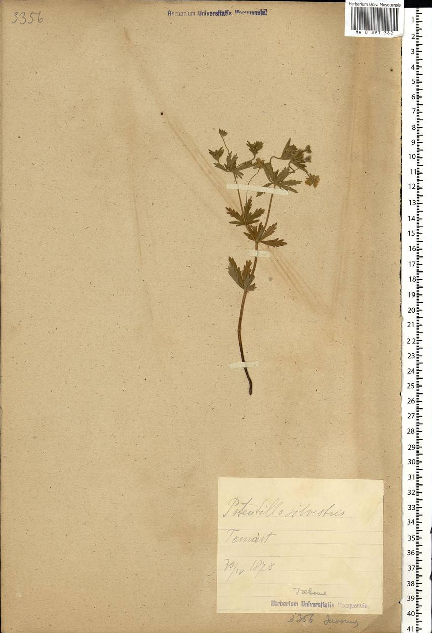 Potentilla erecta (L.) Raeusch., Eastern Europe, Estonia (E2c) (Estonia)