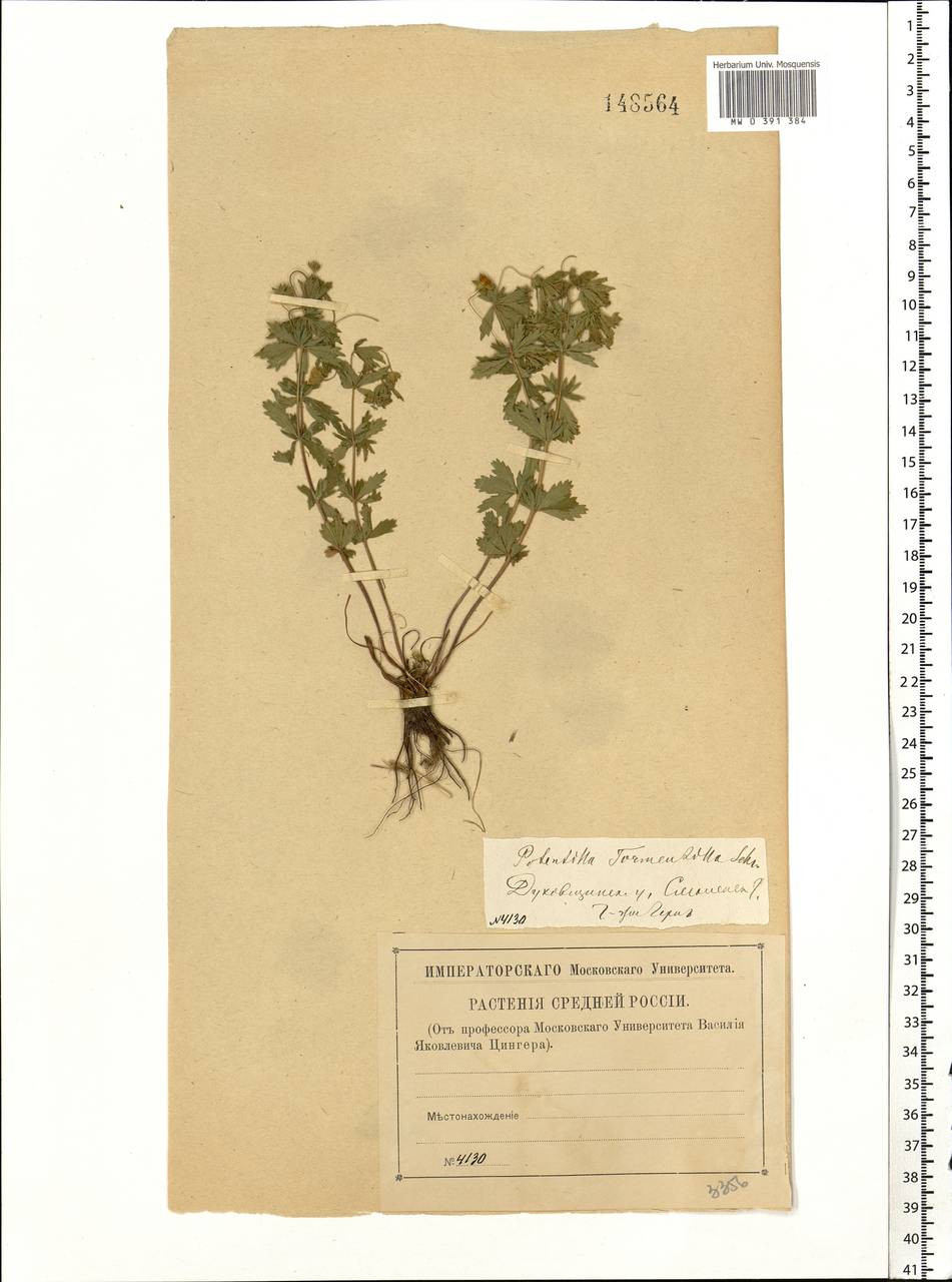 Potentilla erecta (L.) Raeusch., Eastern Europe, Western region (E3) (Russia)