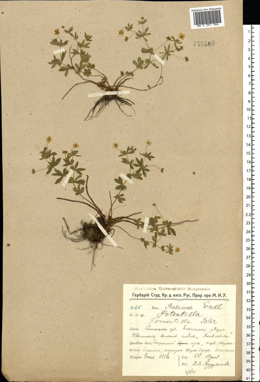 Potentilla erecta (L.) Raeusch., Eastern Europe, Western region (E3) (Russia)