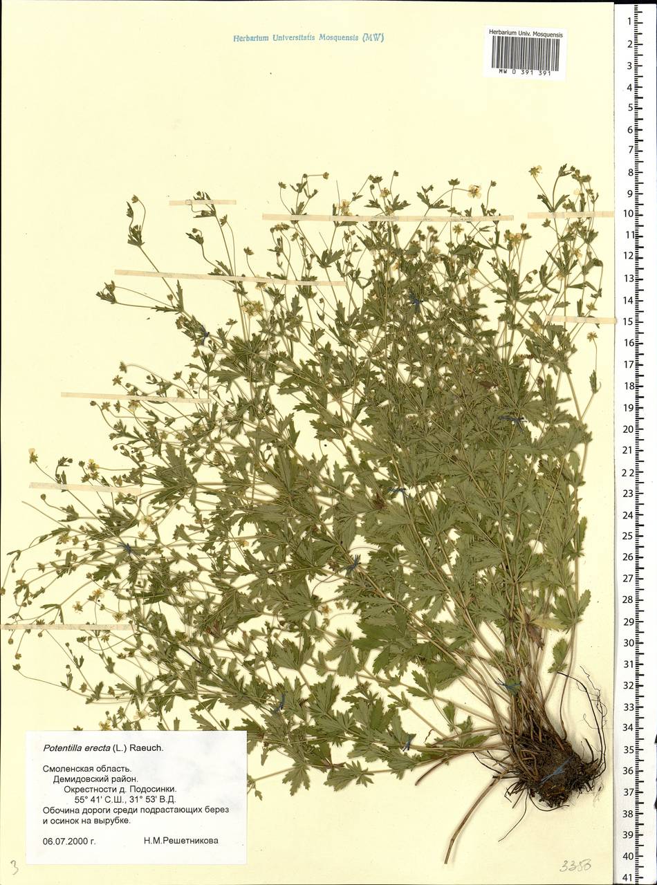 Potentilla erecta (L.) Raeusch., Eastern Europe, Western region (E3) (Russia)