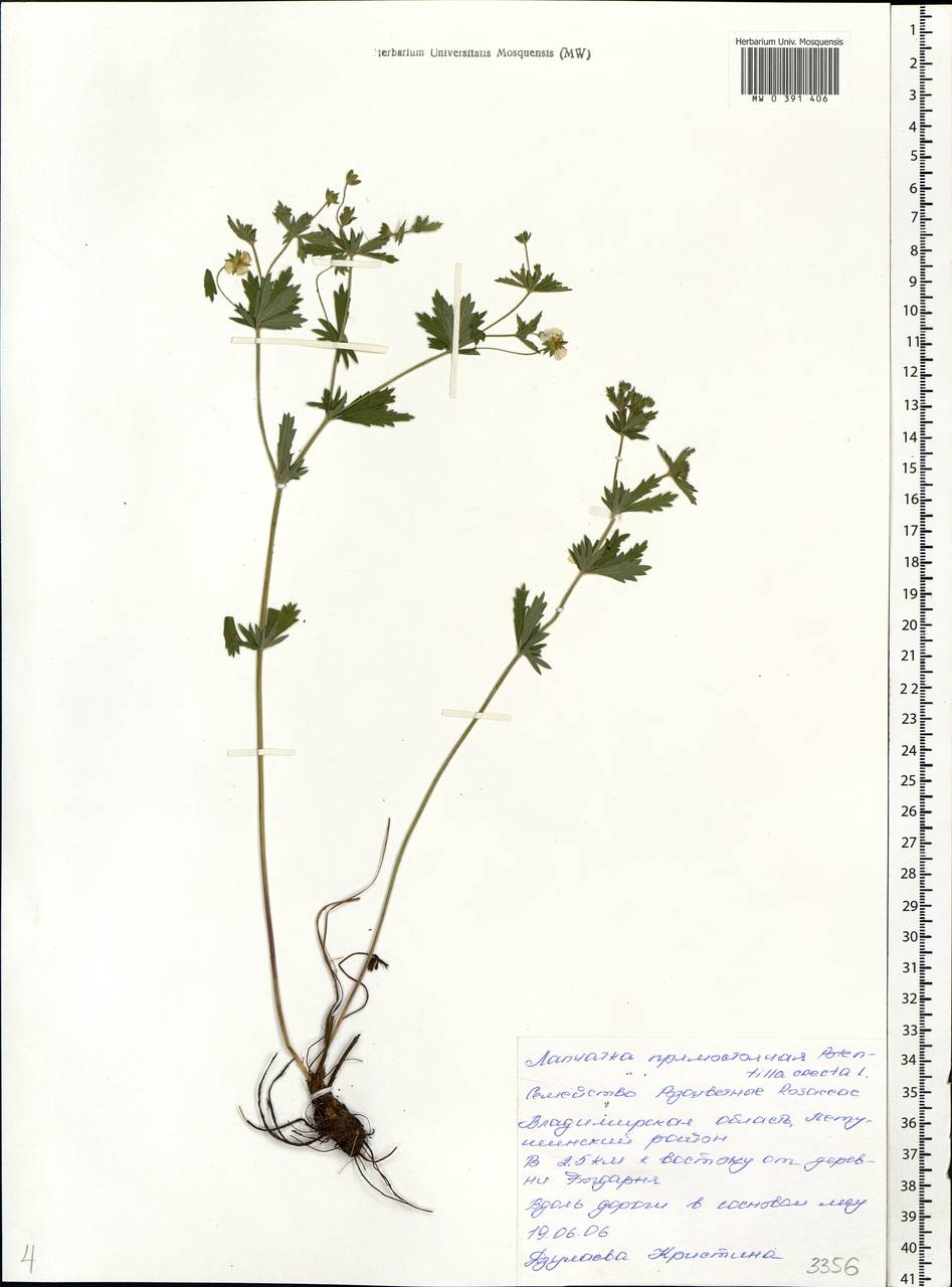 Potentilla erecta (L.) Raeusch., Eastern Europe, Central region (E4) (Russia)