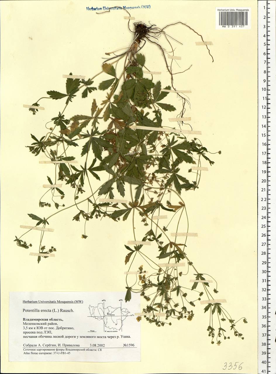Potentilla erecta (L.) Raeusch., Eastern Europe, Central region (E4) (Russia)