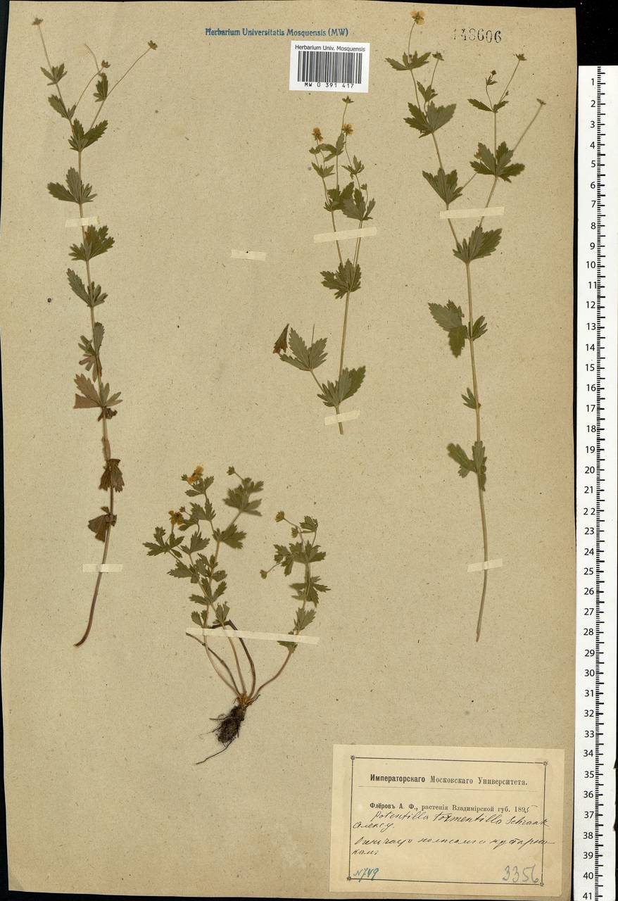 Potentilla erecta (L.) Raeusch., Eastern Europe, Central region (E4) (Russia)