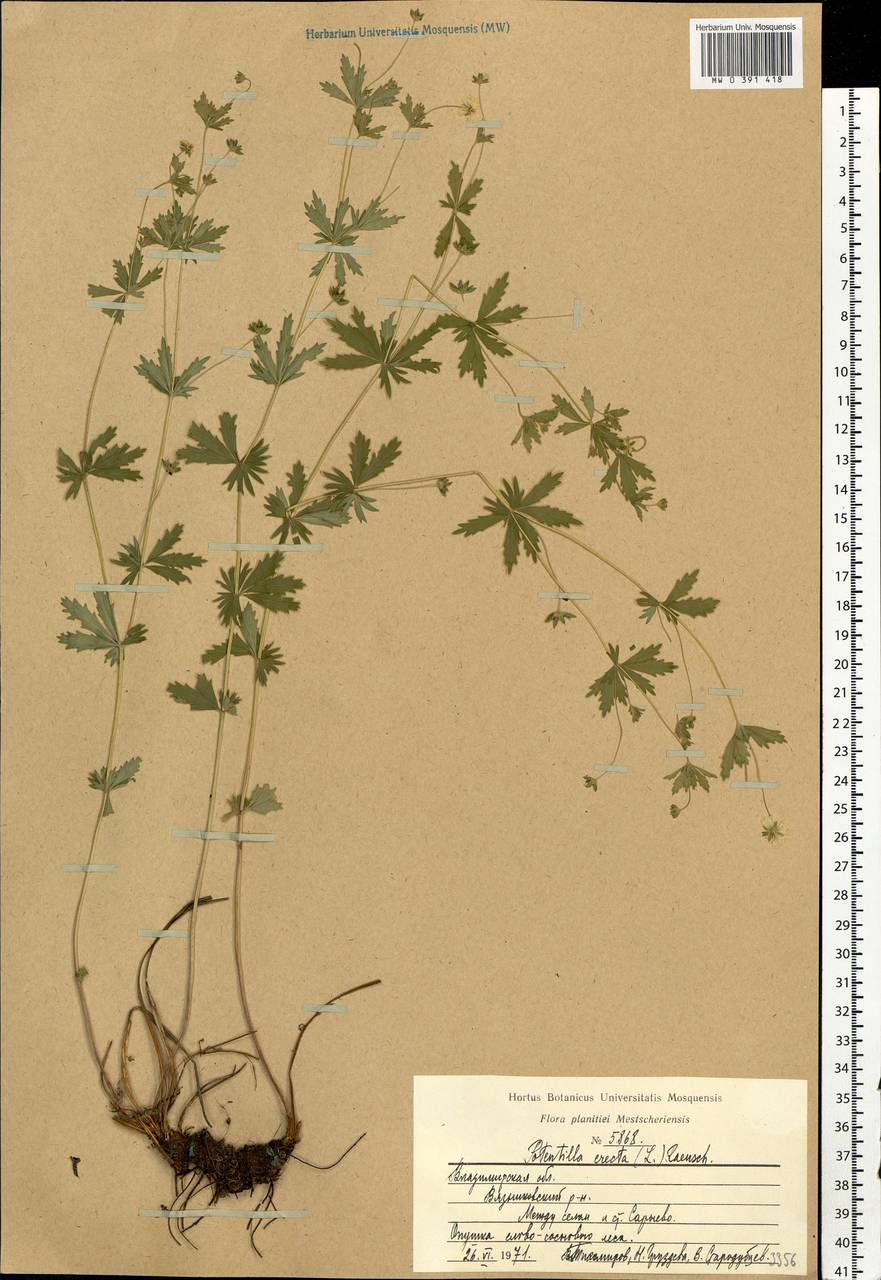 Potentilla erecta (L.) Raeusch., Eastern Europe, Central region (E4) (Russia)