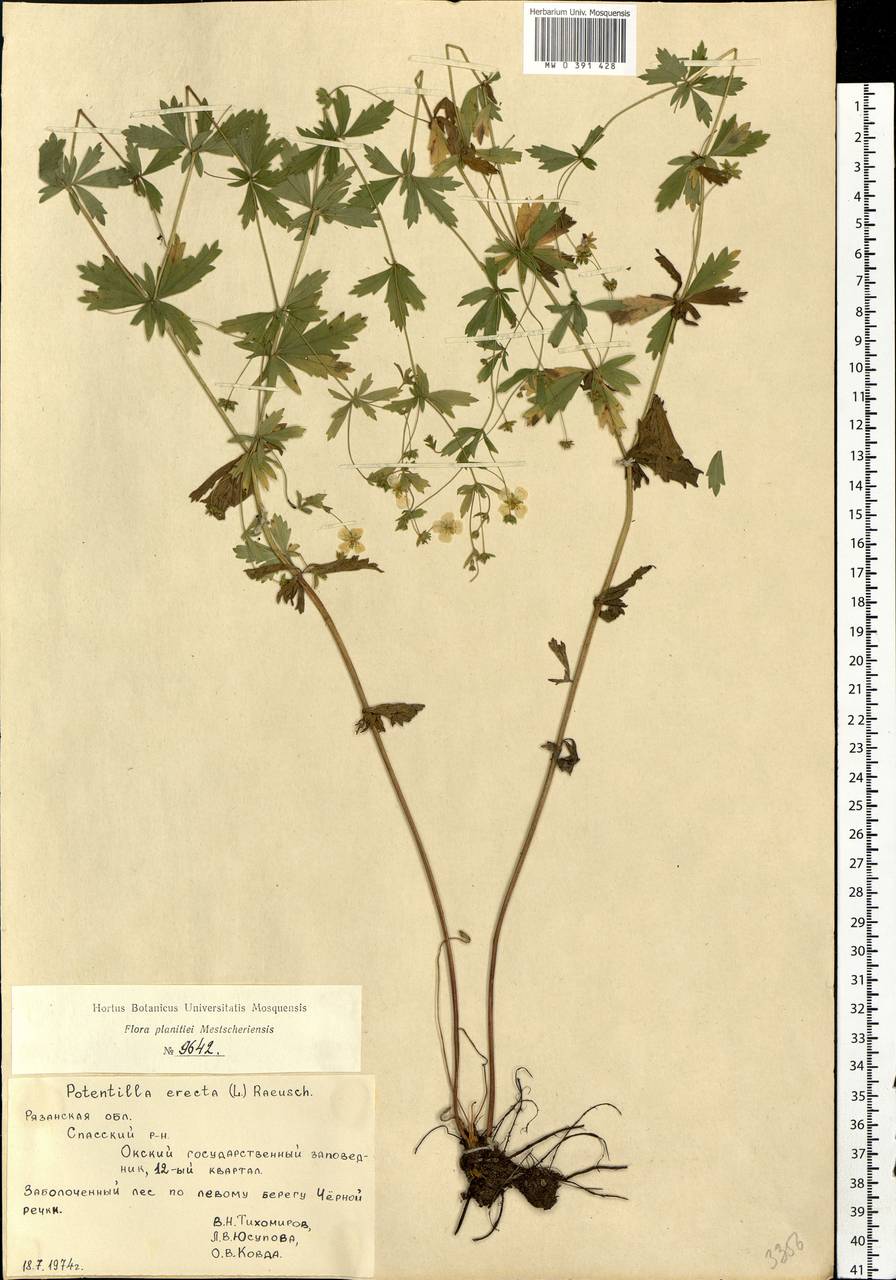 Potentilla erecta (L.) Raeusch., Eastern Europe, Central region (E4) (Russia)
