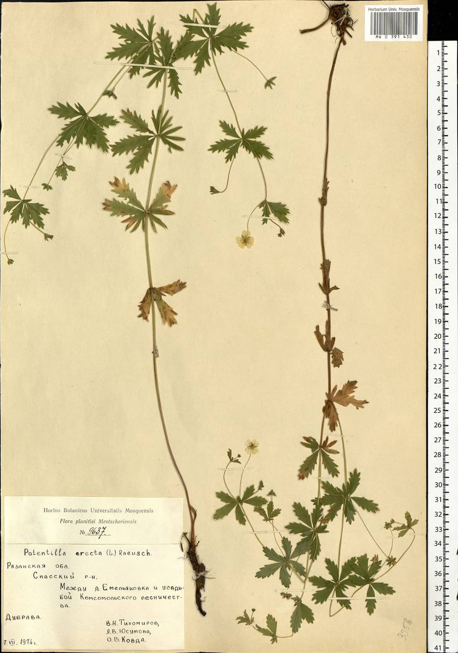 Potentilla erecta (L.) Raeusch., Eastern Europe, Central region (E4) (Russia)
