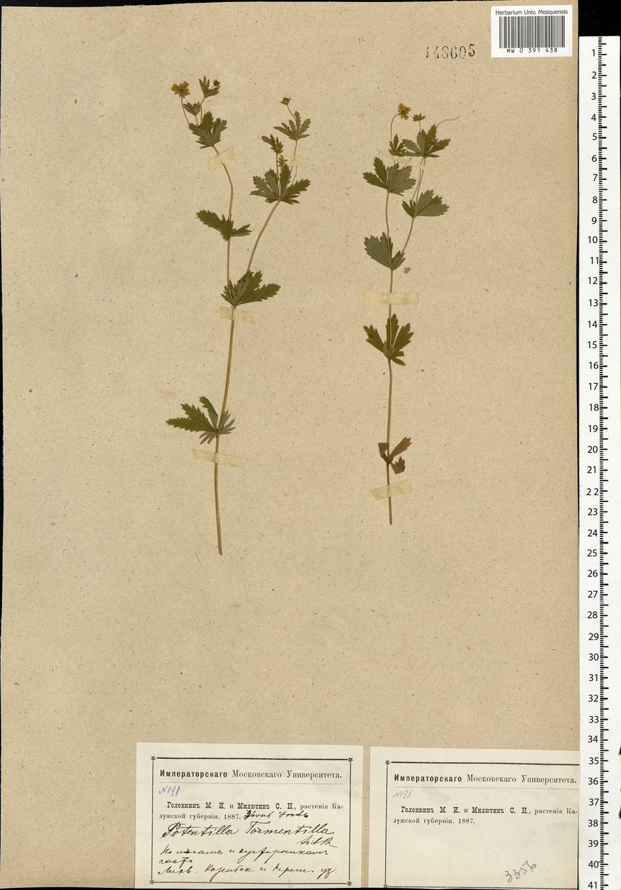 Potentilla erecta (L.) Raeusch., Eastern Europe, Central region (E4) (Russia)