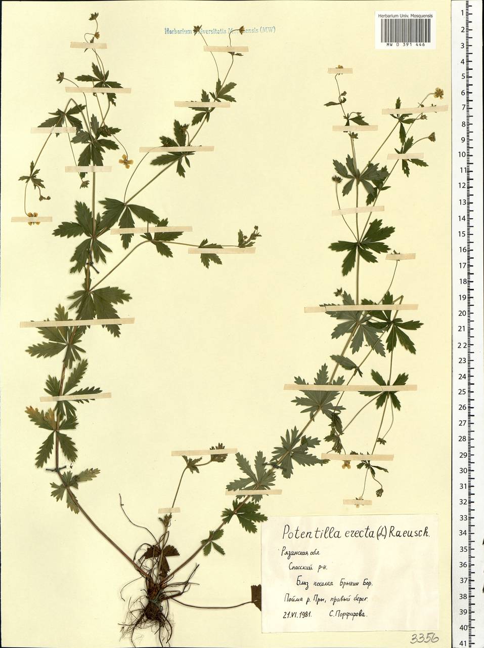 Potentilla erecta (L.) Raeusch., Eastern Europe, Central region (E4) (Russia)
