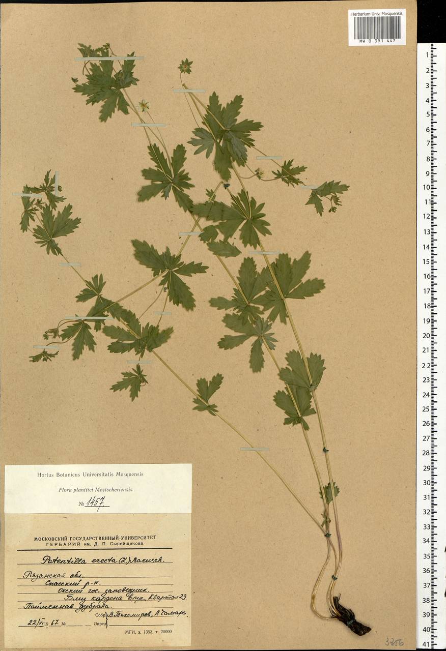 Potentilla erecta (L.) Raeusch., Eastern Europe, Central region (E4) (Russia)
