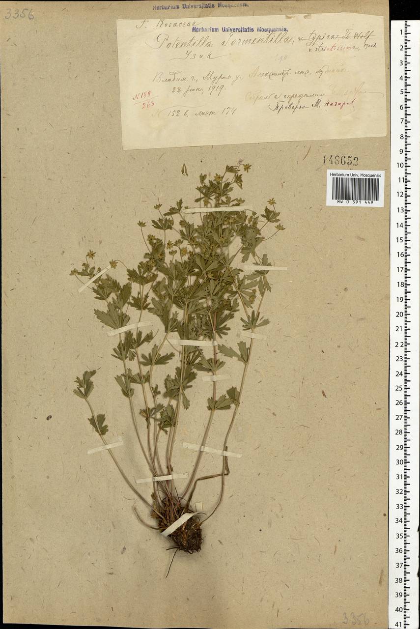 Potentilla erecta (L.) Raeusch., Eastern Europe, Central region (E4) (Russia)