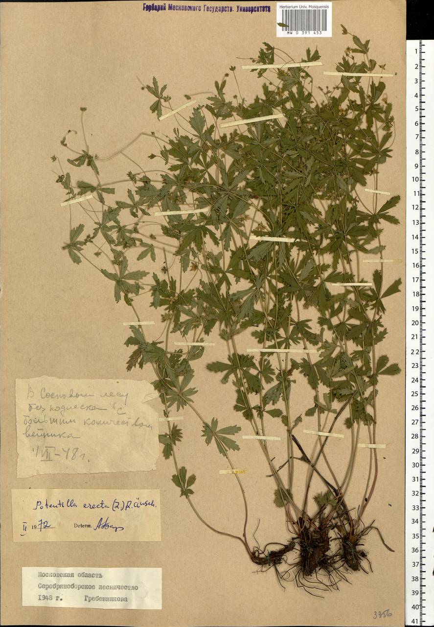 Potentilla erecta (L.) Raeusch., Eastern Europe, Moscow region (E4a) (Russia)