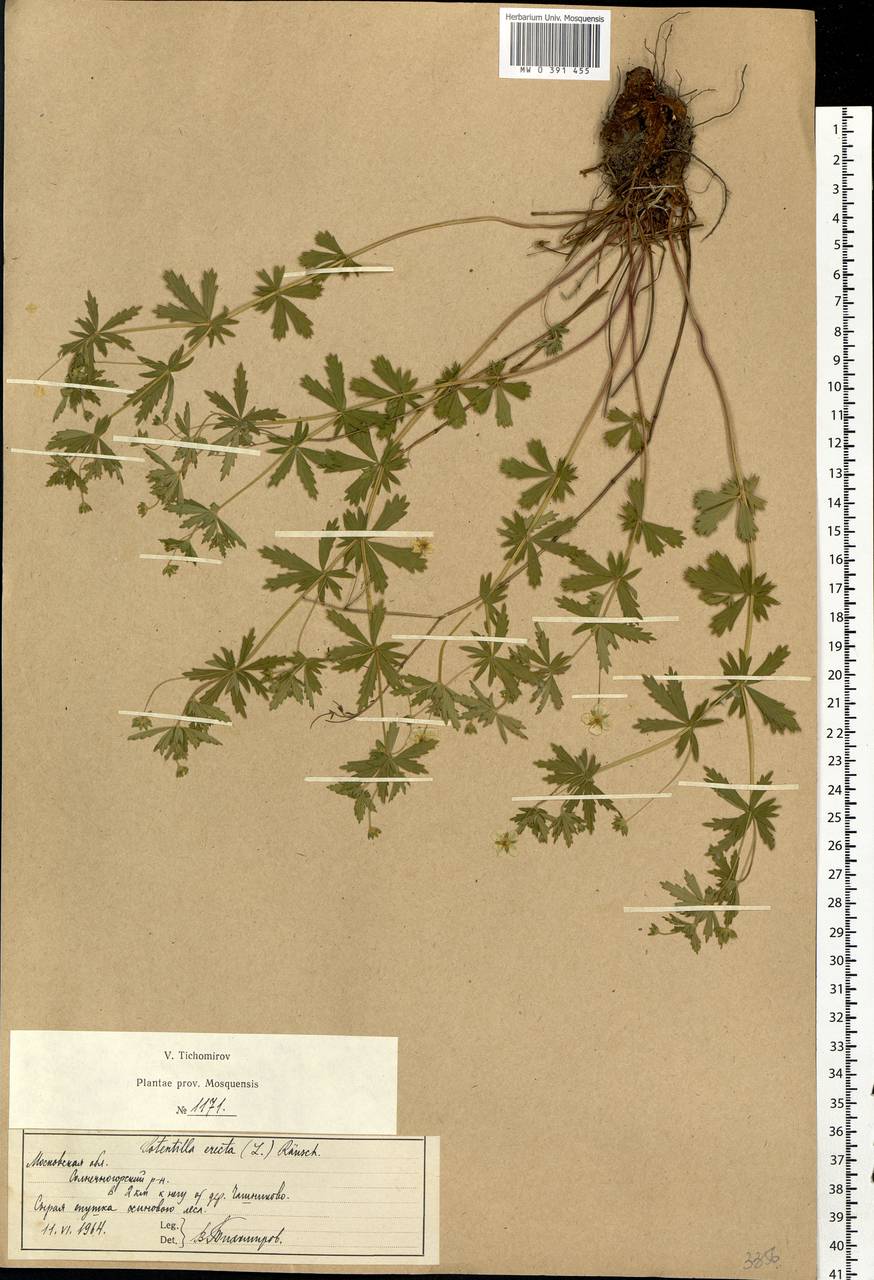 Potentilla erecta (L.) Raeusch., Eastern Europe, Moscow region (E4a) (Russia)