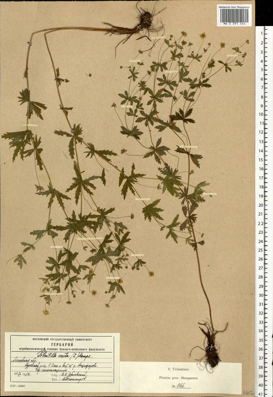 Potentilla erecta (L.) Raeusch., Eastern Europe, Moscow region (E4a) (Russia)