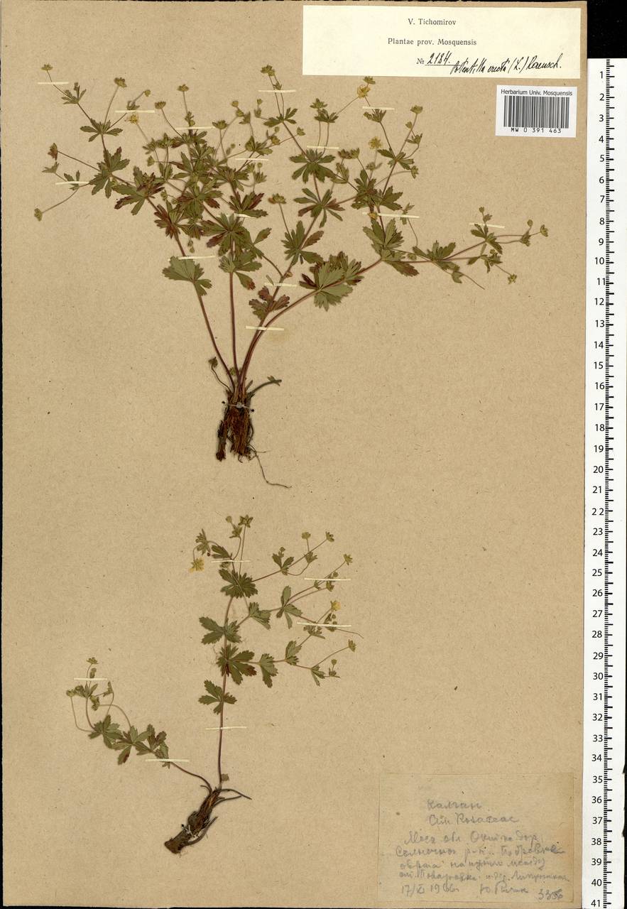 Potentilla erecta (L.) Raeusch., Eastern Europe, Moscow region (E4a) (Russia)