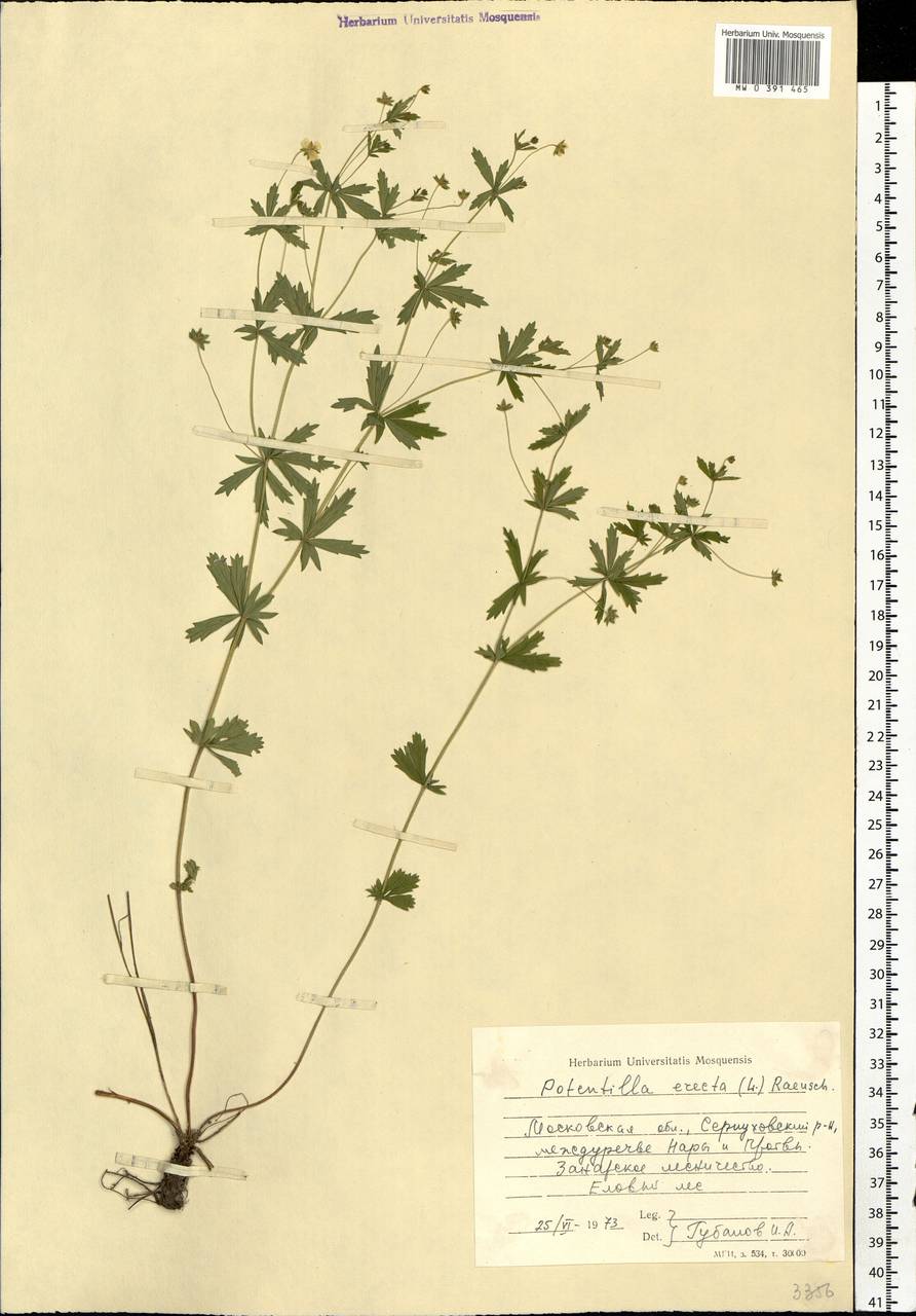 Potentilla erecta (L.) Raeusch., Eastern Europe, Moscow region (E4a) (Russia)