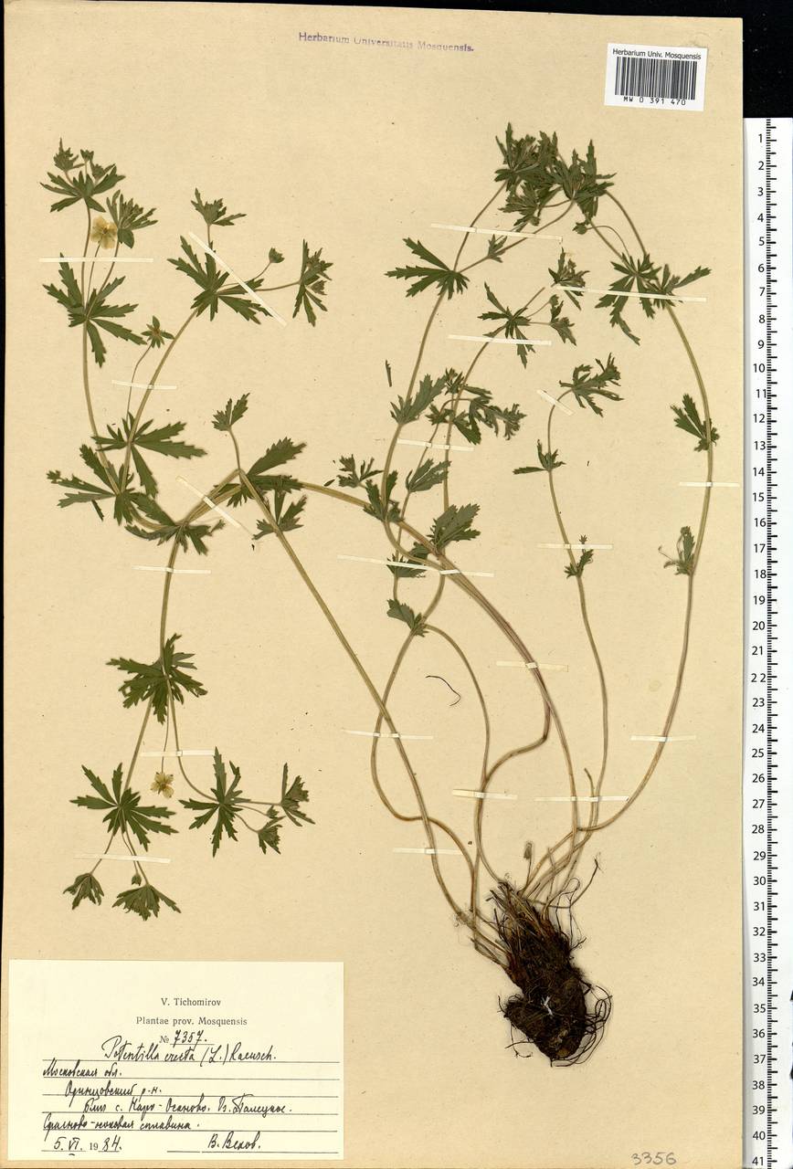 Potentilla erecta (L.) Raeusch., Eastern Europe, Moscow region (E4a) (Russia)