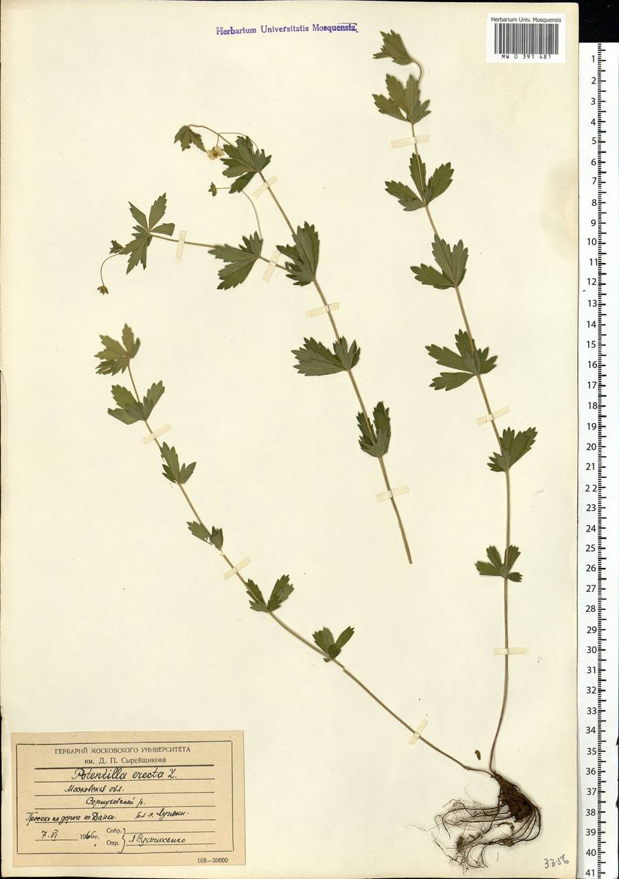 Potentilla erecta (L.) Raeusch., Eastern Europe, Moscow region (E4a) (Russia)