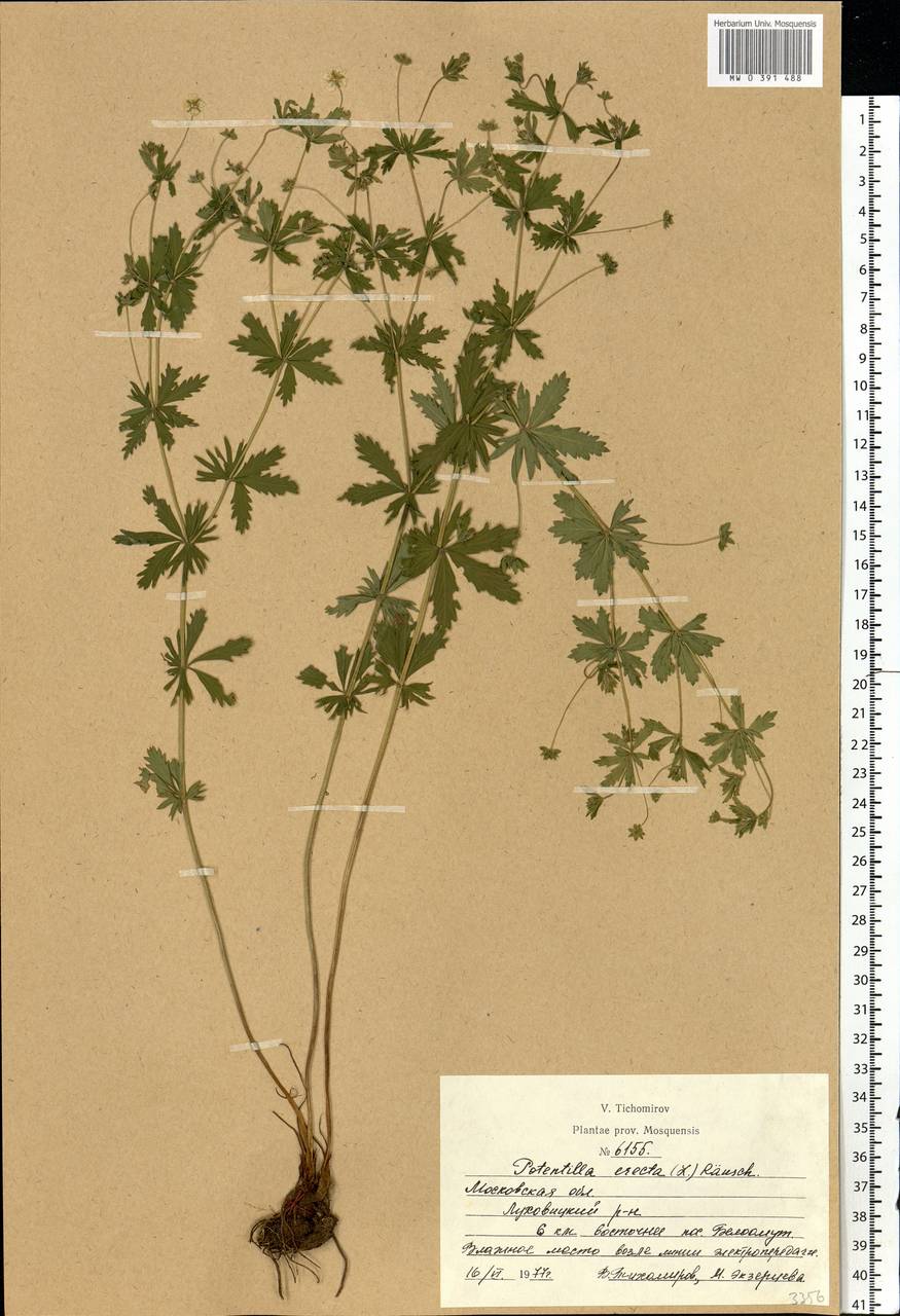 Potentilla erecta (L.) Raeusch., Eastern Europe, Moscow region (E4a) (Russia)