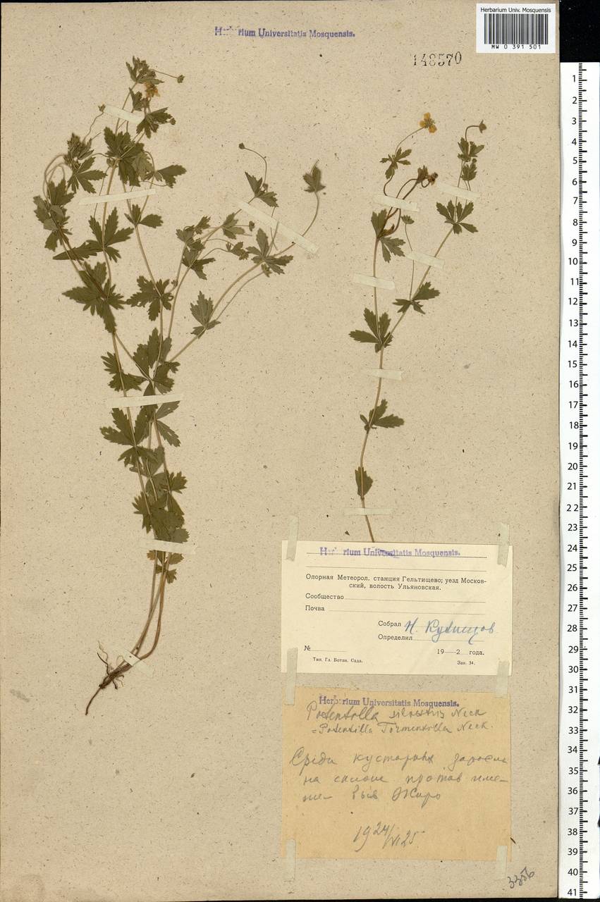 Potentilla erecta (L.) Raeusch., Eastern Europe, Moscow region (E4a) (Russia)