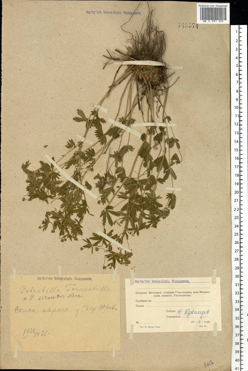 Potentilla erecta (L.) Raeusch., Eastern Europe, Moscow region (E4a) (Russia)