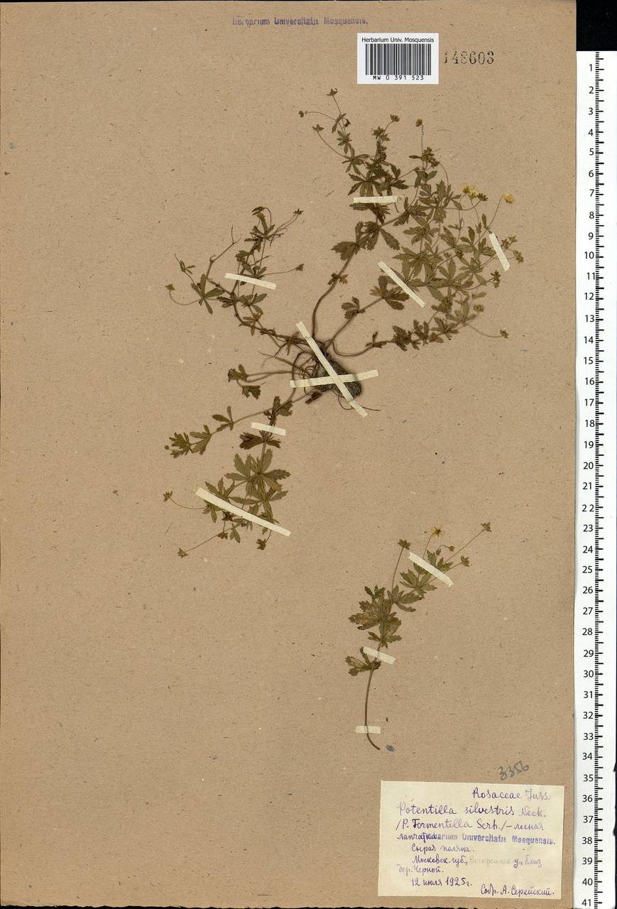 Potentilla erecta (L.) Raeusch., Eastern Europe, Moscow region (E4a) (Russia)
