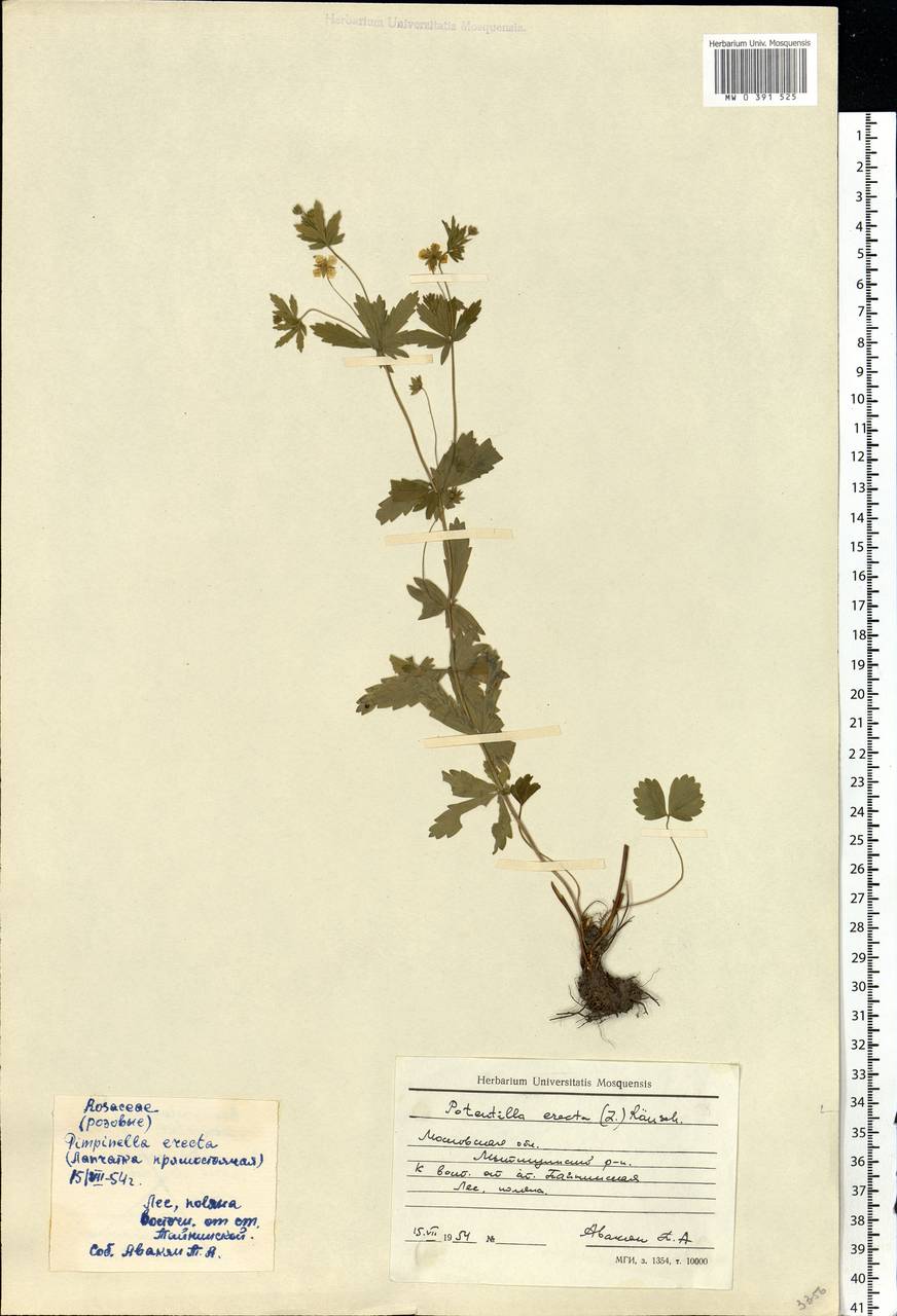 Potentilla erecta (L.) Raeusch., Eastern Europe, Moscow region (E4a) (Russia)