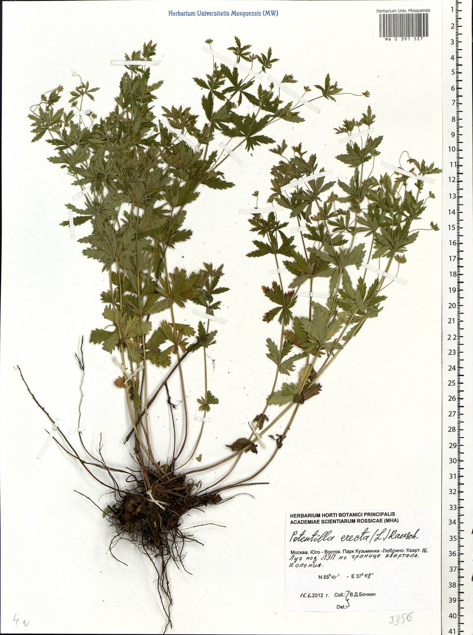 Potentilla erecta (L.) Raeusch., Eastern Europe, Moscow region (E4a) (Russia)