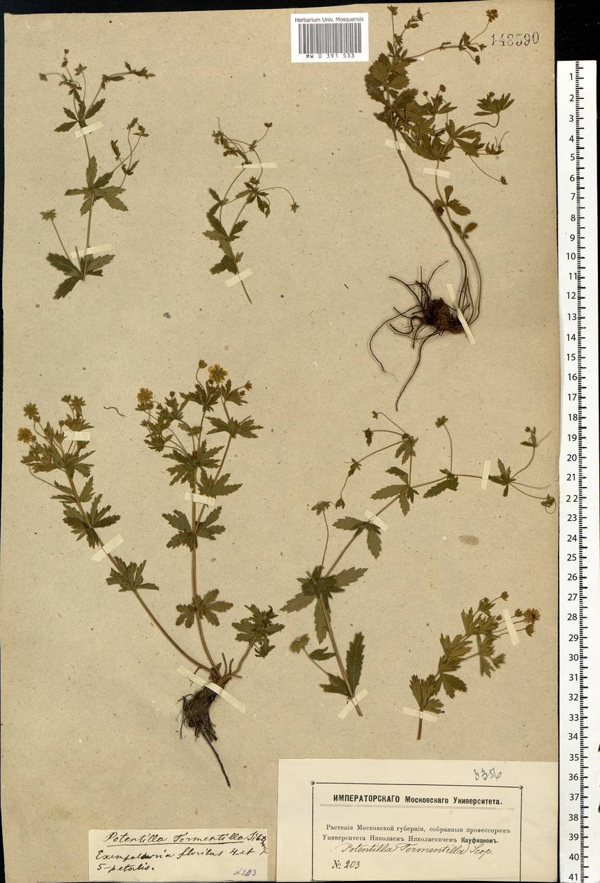 Potentilla erecta (L.) Raeusch., Eastern Europe, Moscow region (E4a) (Russia)