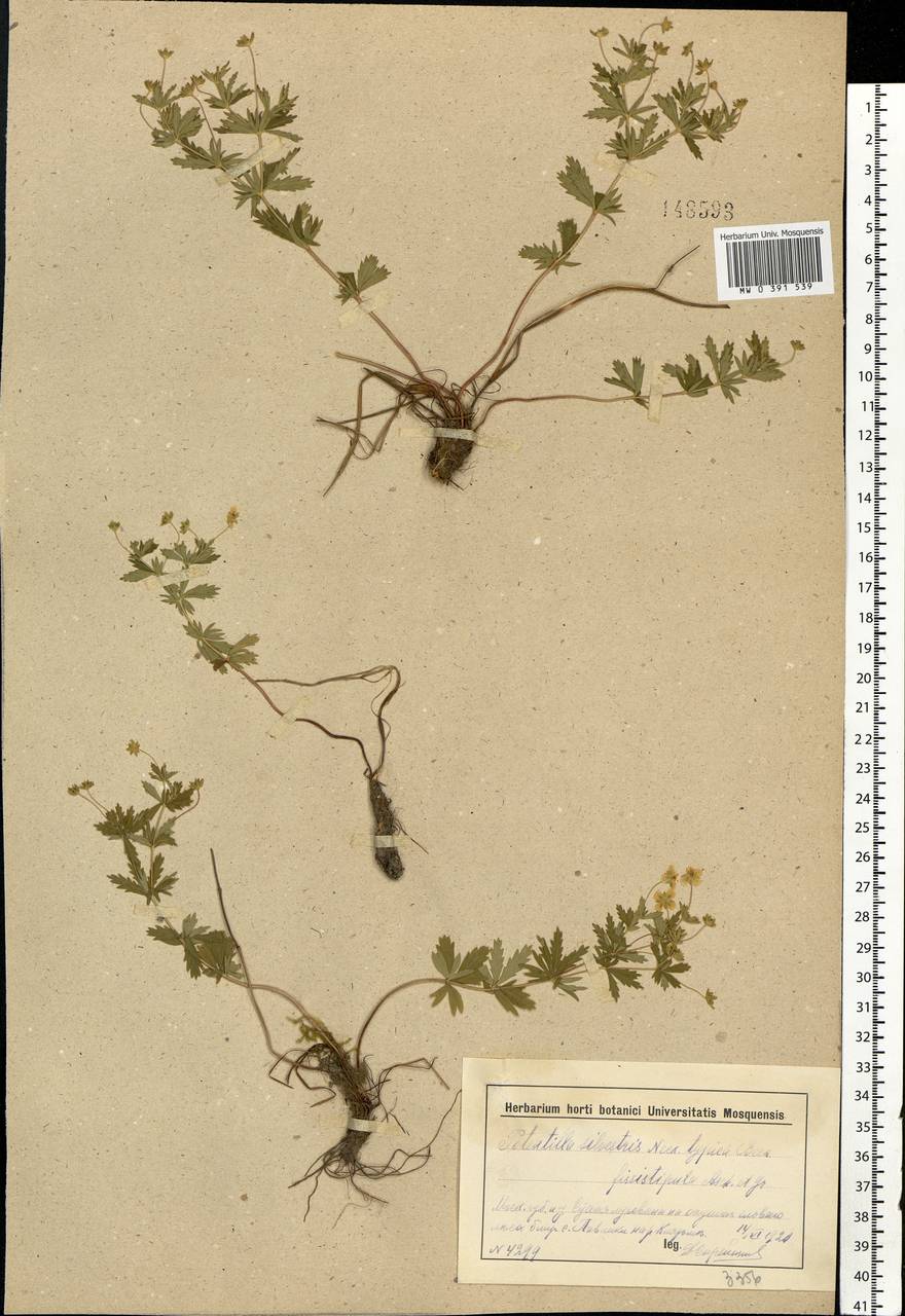 Potentilla erecta (L.) Raeusch., Eastern Europe, Moscow region (E4a) (Russia)