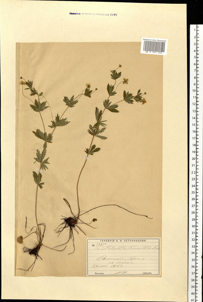 Potentilla erecta (L.) Raeusch., Eastern Europe, Moscow region (E4a) (Russia)