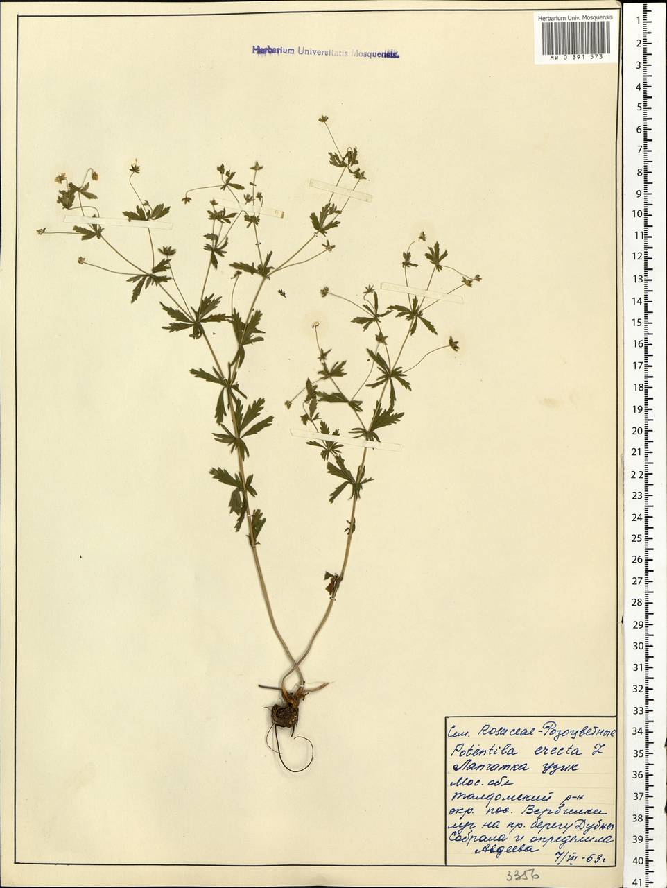 Potentilla erecta (L.) Raeusch., Eastern Europe, Moscow region (E4a) (Russia)