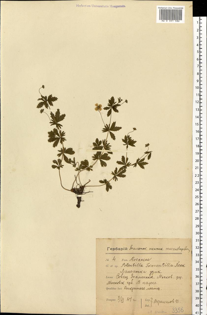 Potentilla erecta (L.) Raeusch., Eastern Europe, Moscow region (E4a) (Russia)