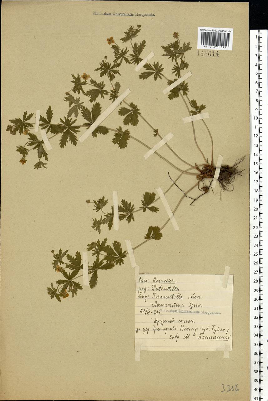 Potentilla erecta (L.) Raeusch., Eastern Europe, Central forest region (E5) (Russia)