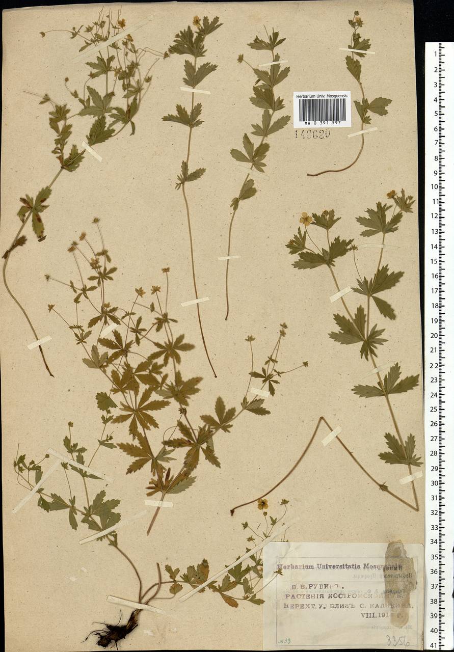 Potentilla erecta (L.) Raeusch., Eastern Europe, Central forest region (E5) (Russia)