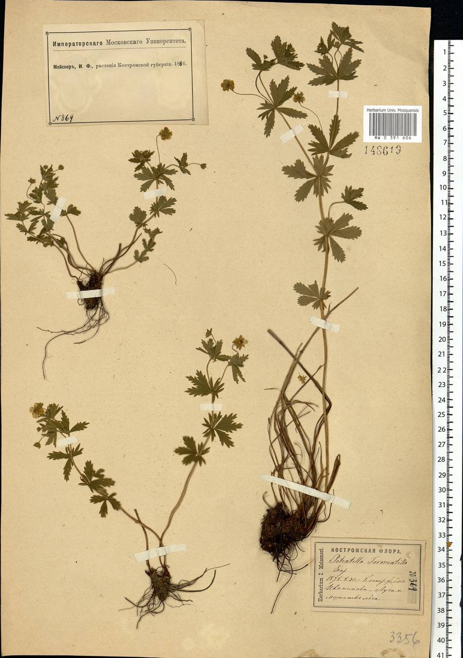 Potentilla erecta (L.) Raeusch., Eastern Europe, Central forest region (E5) (Russia)