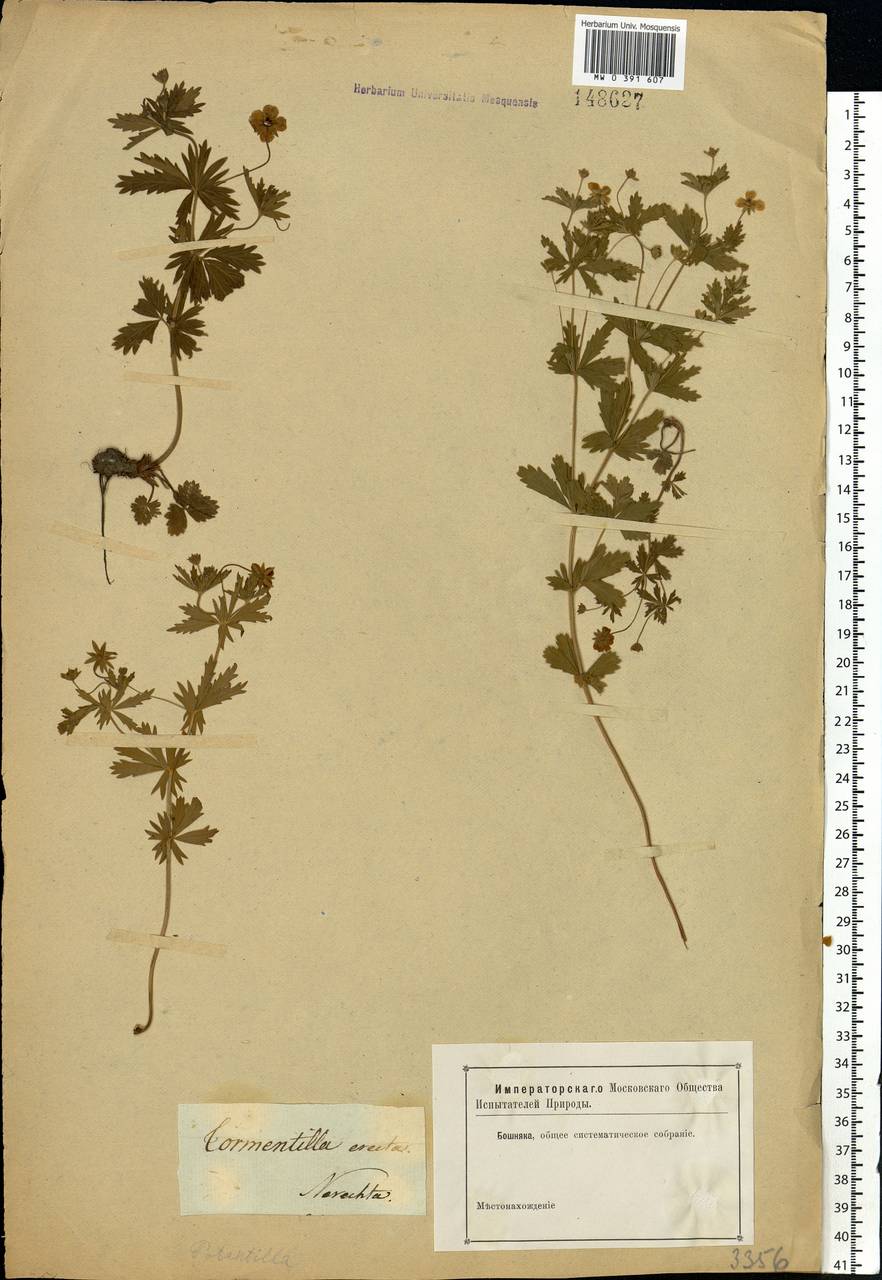 Potentilla erecta (L.) Raeusch., Eastern Europe, Central forest region (E5) (Russia)