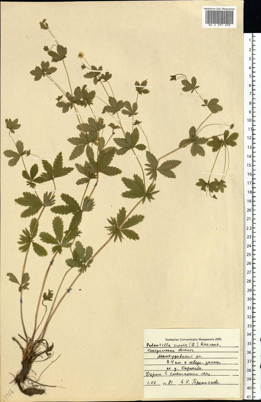 Potentilla erecta (L.) Raeusch., Eastern Europe, Central forest region (E5) (Russia)