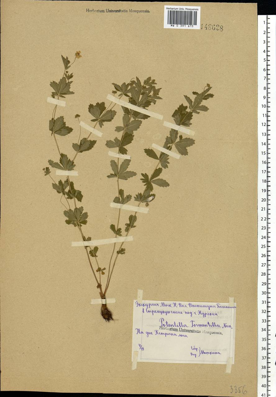 Potentilla erecta (L.) Raeusch., Eastern Europe, Central forest-and-steppe region (E6) (Russia)