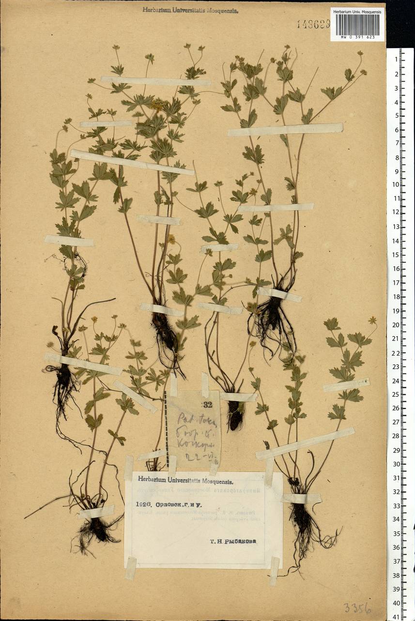 Potentilla erecta (L.) Raeusch., Eastern Europe, Central forest-and-steppe region (E6) (Russia)