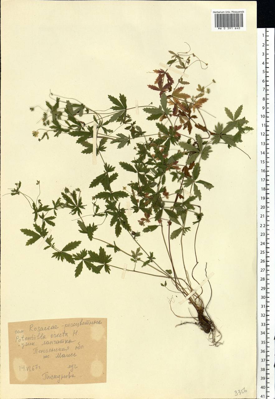 Potentilla erecta (L.) Raeusch., Eastern Europe, Middle Volga region (E8) (Russia)